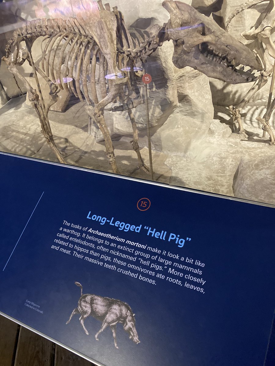 PiChick09's tweet image. Spending a pleasant day before tonight’s Backyard Brawl, thought of you @HollyAnderson @edsbs