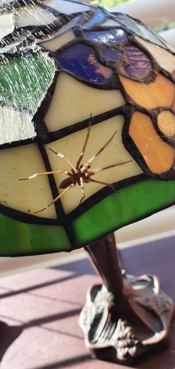 balaAnd's tweet photo. There's a lamp attached to this spider! https://t.co/v2ufSO4RFI
