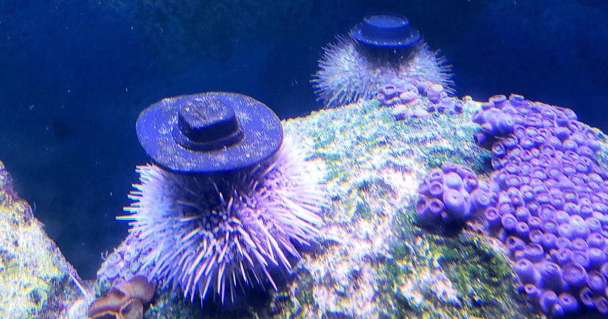 Today I learned that sea urchins naturally use shells as hats to feel safer and camouflage. So some aquarists decided to 3d print tiny hats for them