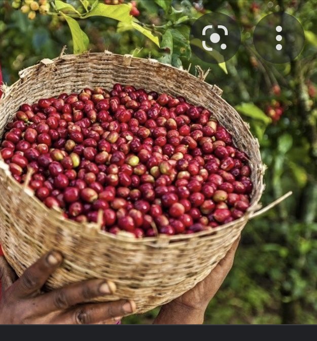SaraYirga's tweet photo. @Senaitbitew @Keri_Jud Noooo🤣 but that’s a good idea. I was saying coffee is a cherry fruit like in this image. I have to do a session for you #coffeefanatics 🤣@DBLaeke what do you say? https://t.co/n96TWk1mi3