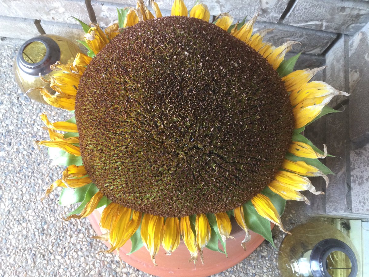 TMMintenko's tweet photo. @strategywoman 10:48 am in Moose Jaw, Saskatchewan on the Canadian prairies 🇨🇦
Thanks Yara, I enjoyed this #1minutewalk and was sorry when it ended.
I had to cut this big sunflower head to save the seed for next year. 🌻
Stay safe #EarthAngel #MagicFairy ♥️🧚🏼♂️🇺🇦🌻🌹 https://t.co/1ek4V5mgHl
