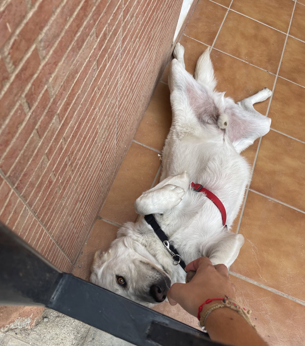 hdlrlive's tweet image. *me encuentro a un perrito random por la calle*
automáticamente yo: 🫳🏻🐶