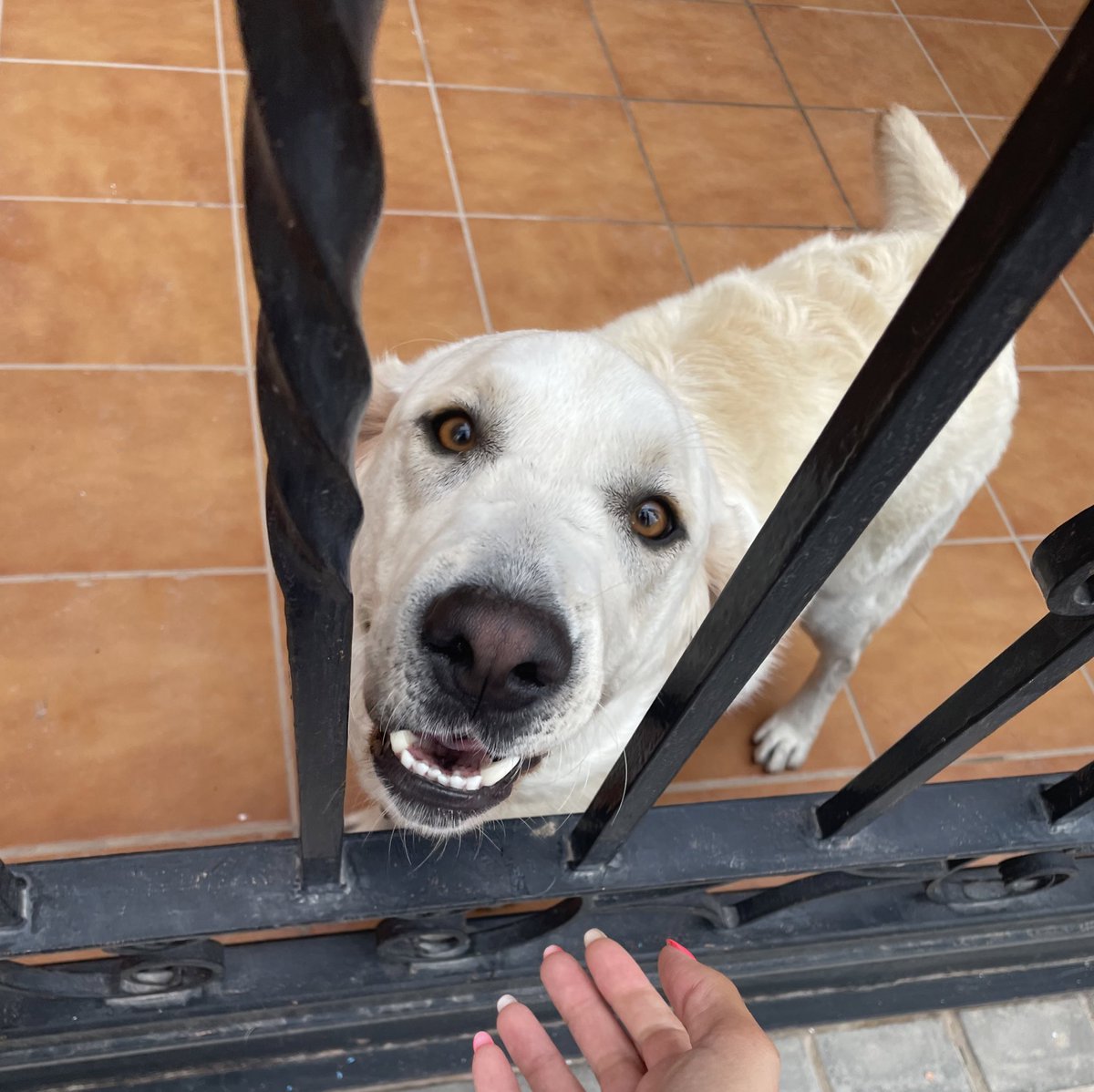 hdlrlive's tweet image. *me encuentro a un perrito random por la calle*
automáticamente yo: 🫳🏻🐶