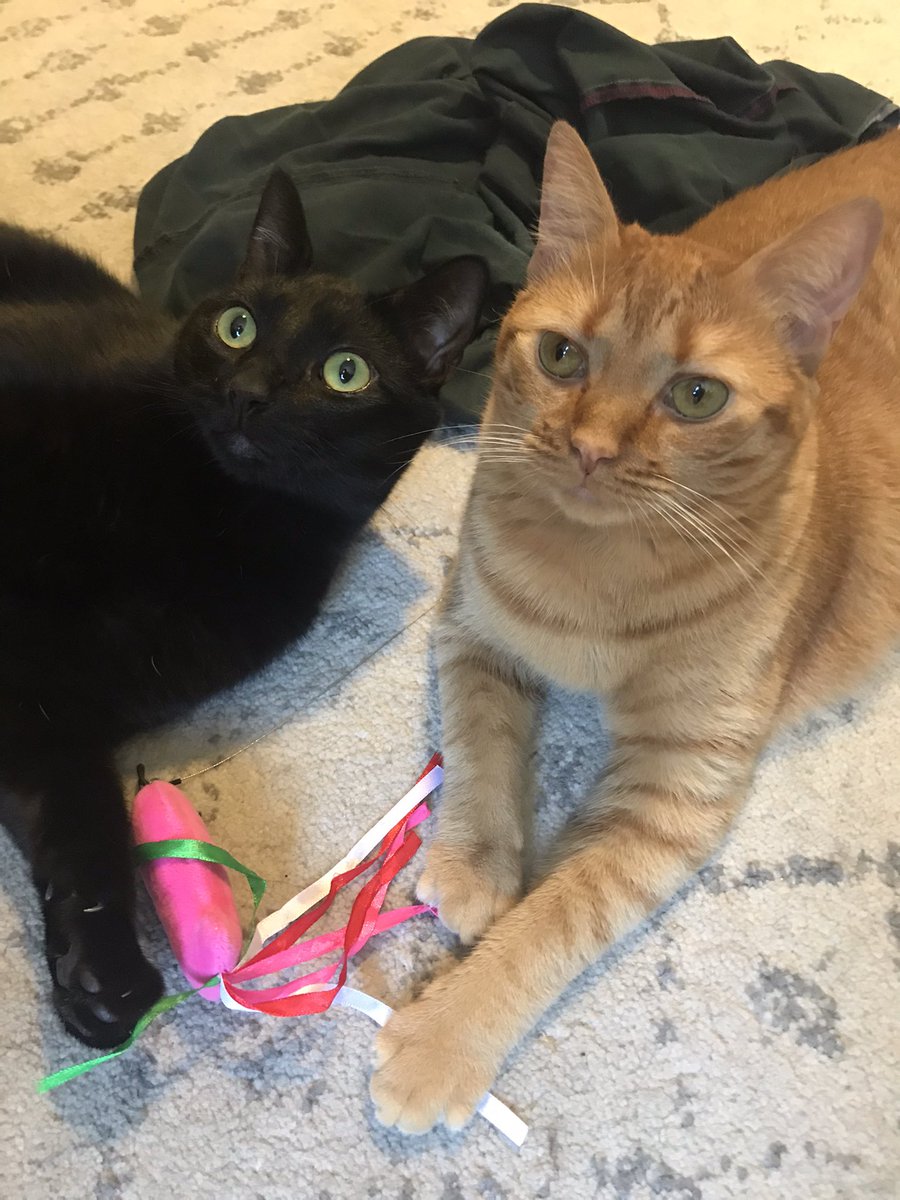 RgossRyan's tweet photo. This a cat account now https://t.co/ENTWUYbBLU