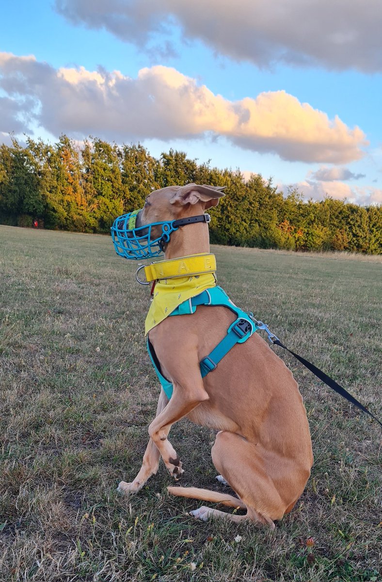 We have been doing alot of settle work recently, hoomom said I've been doing her proud... sometimes if I see a ball I think it's mine and I run after it and i amz very speedy 😏, so hoomom has me on a long line to learn that it's not okay to steal other balls 🥲 #dogtraining