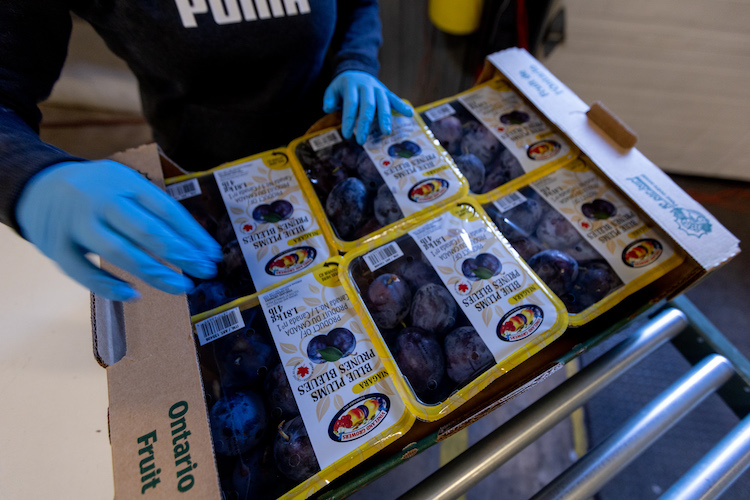 The October issue features our annual focus on Storage, Containers &amp; Packaging. Influence purchasing for 2023 crop. Pitch your new packaging concepts. Also, start 2023 ad planning now. I'm here to help. advertising@thegrower.org #packaging #containers   - mailchi.mp/thegrower.org/…