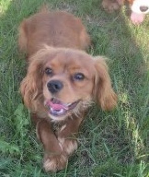 millypod1's tweet photo. LEO HOME SAFE. THANKS FOR RT'sππ
π29 AUG 2022 #Lost LEO #ScanMe
YOUNG Red Cavalier King Charles Spaniel Male
Last Seen at Staxton Hill Car Park on #B1249
#Staxton #Willerby #Scarborough #YO12
#Ryedale district #NorthYorkshire #Yorkshire
SIGHTINGS**
https://t.co/zQ0YPrMyJP https://t.co/RDhXCrPVXG