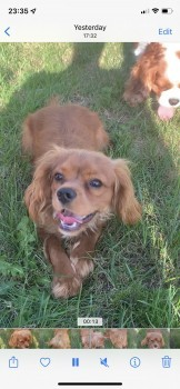millypod1's tweet photo. LEO HOME SAFE. THANKS FOR RT'sππ
π29 AUG 2022 #Lost LEO #ScanMe
YOUNG Red Cavalier King Charles Spaniel Male
Last Seen at Staxton Hill Car Park on #B1249
#Staxton #Willerby #Scarborough #YO12
#Ryedale district #NorthYorkshire #Yorkshire
SIGHTINGS**
https://t.co/zQ0YPrMyJP https://t.co/RDhXCrPVXG