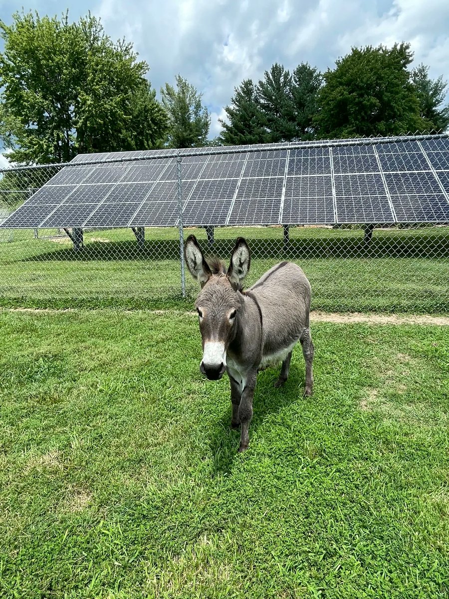 Clean Energy Credit Union tweet media