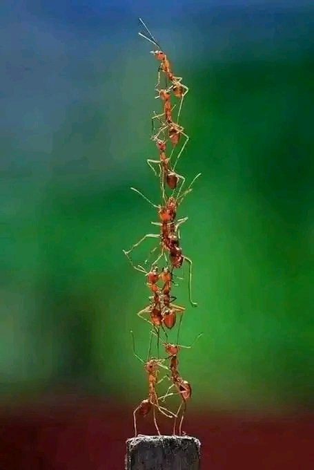 yasir_abdella's tweet photo. #UnityisPower
#SayNoMore 
#EthiopiaPrevails 
#TPLFisCause https://t.co/o3FkwG86LZ