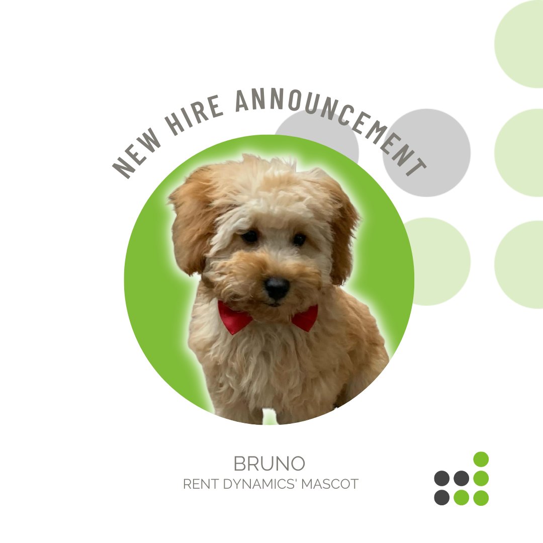 rentdynamics's tweet photo. We've heard it said that everyone loves dog photos...so we thought we'd take the opportunity to officially introduce you to our newest hire, Bruno. 🐶💚 #Multifamily #PetsAreFamily #CorporateMascot https://t.co/uEFkAd0YqM