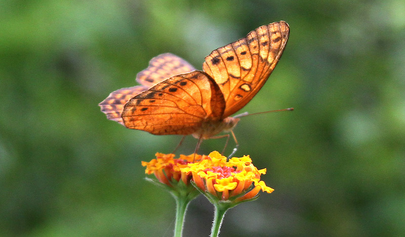 JustHopeNica's tweet photo. The "Mexican" Fritillary fritillary butterfly spans national boundaries, linking Nicaragua and the United States — not unlike JustHope's PartnerTrip program. Read more at https://t.co/ZM17WiVm0Z https://t.co/nz1LuT9Rng