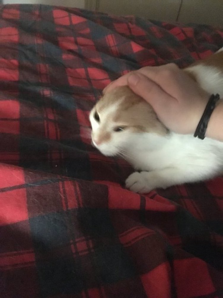 Cats with their heads held back tweet media