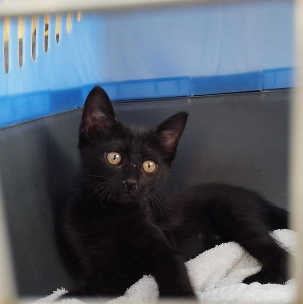 CESgatoselche's tweet photo. Por favor DIFUNDIR! Ya sabemos que a los negritos no los quiere nadie… qué injusto es esto de que la gente solo vea el color 😓 😢
Estas dos preciosidades están buscando un hogar que les de mucho amor. https://t.co/UUGEIPOVt1