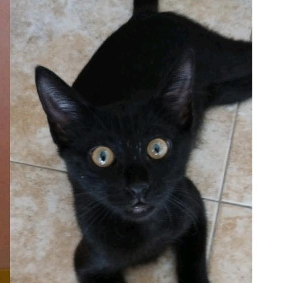 Por favor DIFUNDIR! Ya sabemos que a los negritos no los quiere nadie… qué injusto es esto de que la gente solo vea el color 😓 😢
Estas dos preciosidades están buscando un hogar que les de mucho amor.