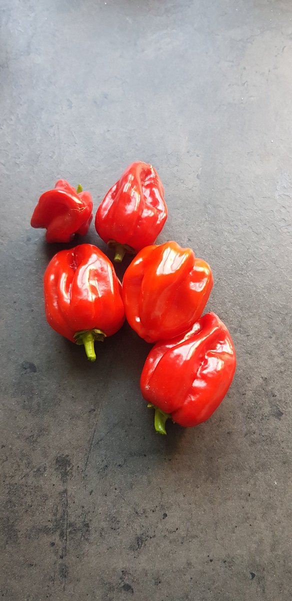 aryscary's tweet photo. ik maak sambal van Adjuma uit eigen tuin....het was leuk jullie soort van gekend te hebben...😎🔥🔥☄🌶🌶
#adjuma
#pepers https://t.co/G4X8br0Bz3