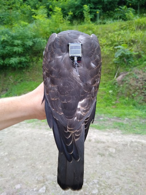 Now migration broke loose, the tide also seems to turn for our Falconry/Levant Sparrowhawk project. Today we got a 1st bird in the nets, which <a href="/PelleMellov/">Pelle Mellov</a> expertly equipped with a <a href="/HQXSCN/">Global Messenger</a> tag. One down, seven to go! Thx to <a href="/wwfnederland/">Wereld Natuur Fonds</a>  <a href="/peregrinefund/">The Peregrine Fund</a> for making this possible!