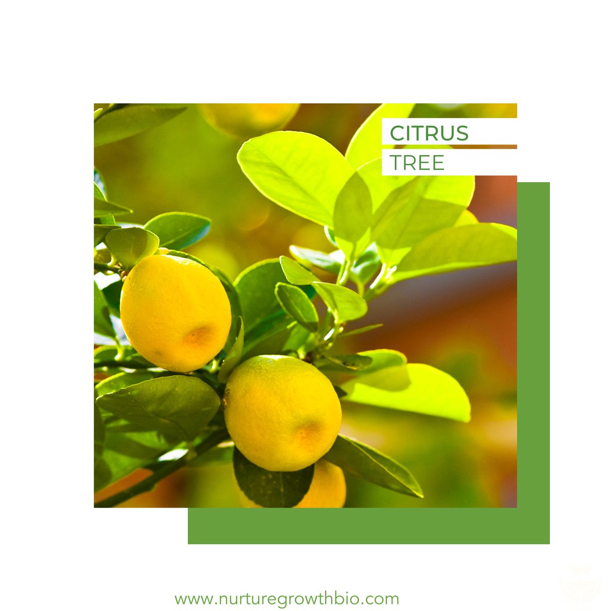 nugrowthbio's tweet photo. Virgos ♍ born between August 23 and September 22 are said to benefit from some plants.  If you are a Virgo, do you have any of these plants in your home or garden? If you enjoyed this post, please leave a comment and share it with #Virgo friends. https://t.co/BJ306pqQZt