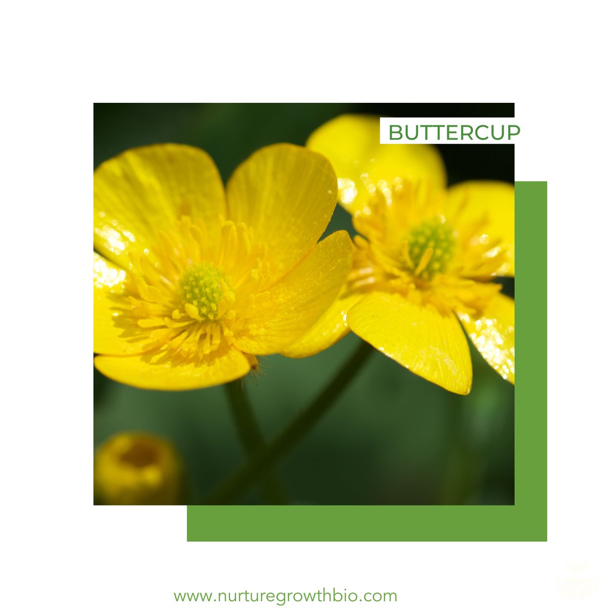 nugrowthbio's tweet photo. Virgos ♍ born between August 23 and September 22 are said to benefit from some plants.  If you are a Virgo, do you have any of these plants in your home or garden? If you enjoyed this post, please leave a comment and share it with #Virgo friends. https://t.co/BJ306pqQZt