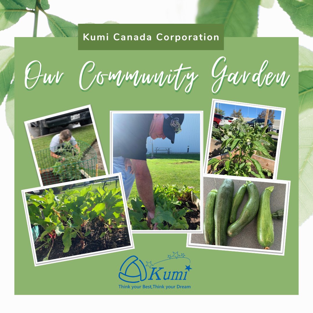 CanadaKumi's tweet photo. Our community garden has allowed the associates at Kumi the ability to get out in nature, enjoy fresh fruits and veggies as well as foster team work! 💚��

#GreenTeam #Garden #Harvest #Simcoe #Bradford https://t.co/F7fVfGuogY