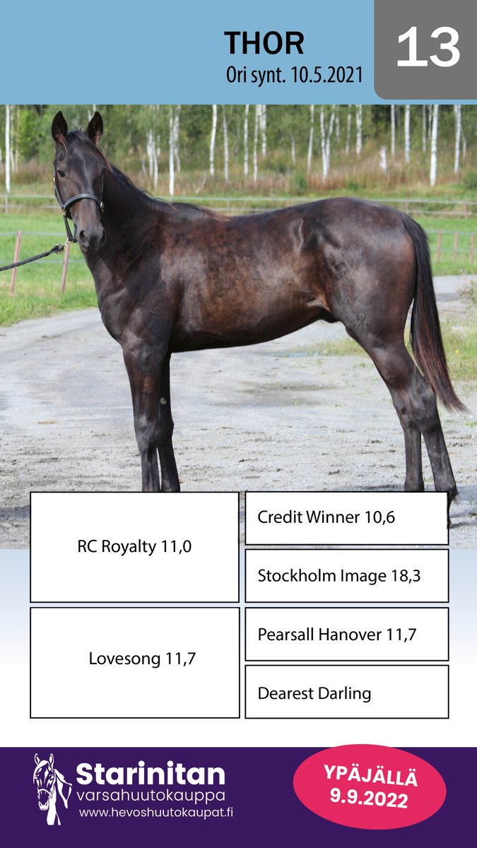 13 THOR hevoshuutokaupat.fi/huutokauppavar… #varsahuutokauppa22 #ravit #hevoskasvatus #hevosenomistaja