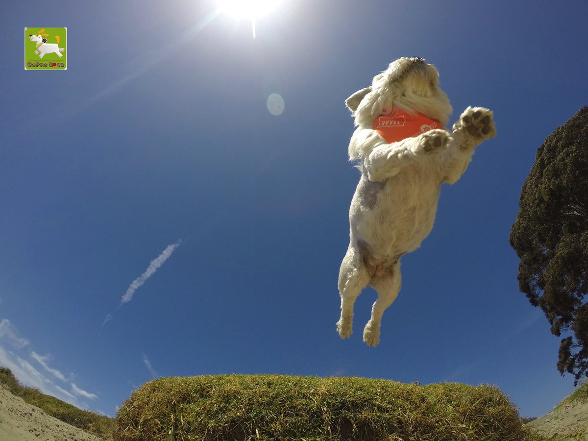 GoProCharlie1's tweet image. GoPro Charlie sez! My momz always getting me to jump off things! And sometimes I got mad super dog running skillz! 😎🦁🚀😎😳 momz got mad #GoPro #photographer #skillz 🐶🙌📸🙌😎 #GoProHero10 #goprodogs #goprocharlie #dogcelebration #landofdogs #dogsoftwitter 🐶🦁🚀🙌📸🙌😎👏👏