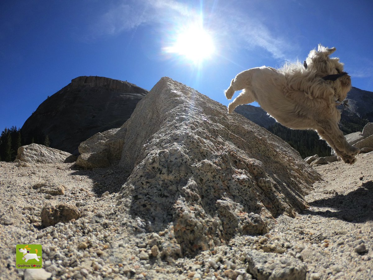 GoProCharlie1's tweet image. GoPro Charlie sez! My momz always getting me to jump off things! And sometimes I got mad super dog running skillz! 😎🦁🚀😎😳 momz got mad #GoPro #photographer #skillz 🐶🙌📸🙌😎 #GoProHero10 #goprodogs #goprocharlie #dogcelebration #landofdogs #dogsoftwitter 🐶🦁🚀🙌📸🙌😎👏👏