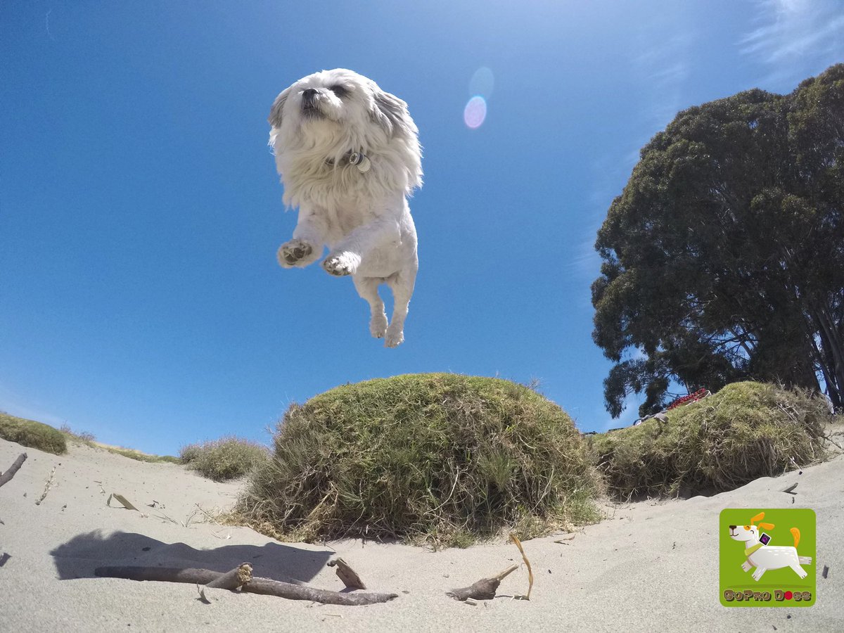 GoProCharlie1's tweet image. GoPro Charlie sez! My momz always getting me to jump off things! And sometimes I got mad super dog running skillz! 😎🦁🚀😎😳 momz got mad #GoPro #photographer #skillz 🐶🙌📸🙌😎 #GoProHero10 #goprodogs #goprocharlie #dogcelebration #landofdogs #dogsoftwitter 🐶🦁🚀🙌📸🙌😎👏👏