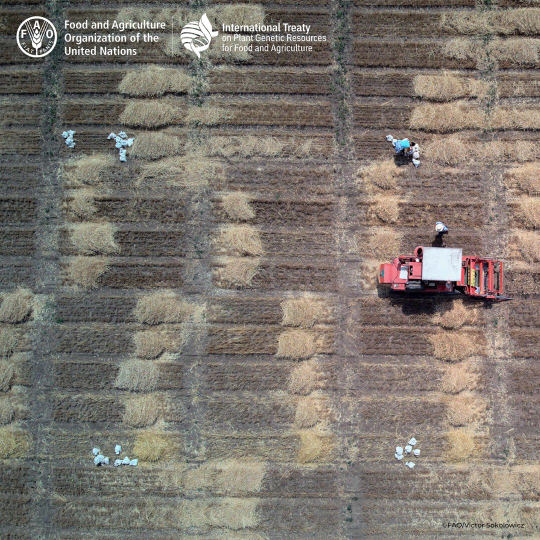 PlantTreaty (@planttreaty) on Twitter photo The Intl <a href="/planttreaty/">PlantTreaty</a>’s Benefit-sharing Fund project led to #Serbia’s first deposit of #seeds from local wheat varieties into the <a href="/GlobalSeedVault/">Svalbard Seed Vault</a>.
#ItAllStartsWithTheSeed🌱
#GB9 #farmers #BenefitSharing The Intl <a href="/planttreaty/">PlantTreaty</a>’s Benefit-sharing Fund project led to #Serbia’s first deposit of #seeds from local wheat varieties into the <a href="/GlobalSeedVault/">Svalbard Seed Vault</a>.
#ItAllStartsWithTheSeed🌱
#GB9 #farmers #BenefitSharing