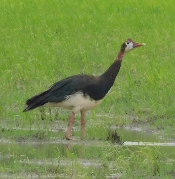 Appreciation!!!

From December 2015 to the 31st of August 2022:

✓ 892 bird species sighted and uploaded into the database
✓ 40% of the 11088 pentads covered👏👏👏
✓8616 Full Protocol records of bird sighted submitted 
✓ 4460 of the 11088 pentads covered 
Thank you!