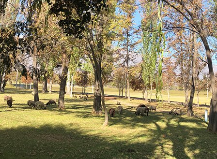 archambassador's tweet photo. Hoy nos informamos de un hecho puntual: Los próximos días erradicarán a los animales de granja del parque, un lugar privilegiado para que los niños aprendan de la vida campestre, y en cambio vemos juegos plásticos que no incentivan la recreación natural ni la curiosidad. https://t.co/dJUwie9ojw