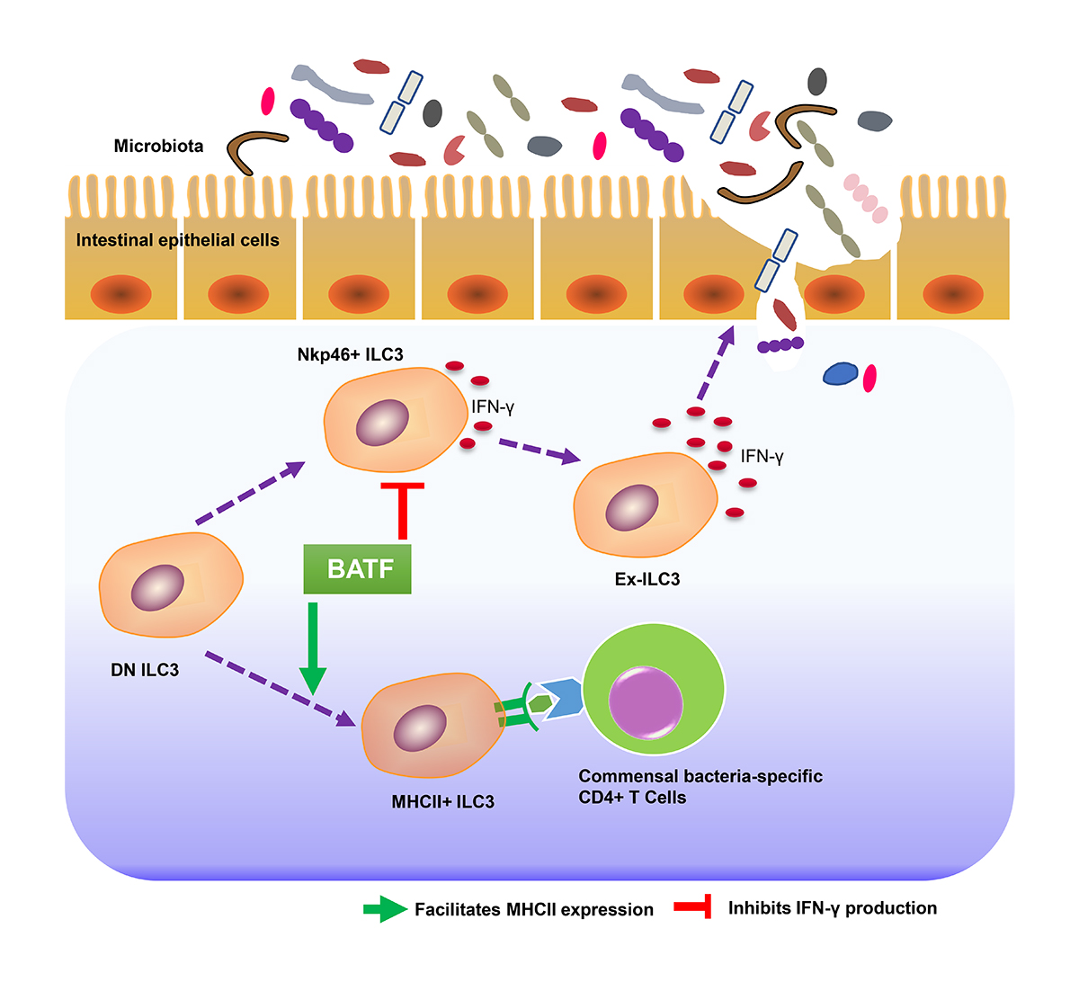 Xiaopeng Wu et al. @Cui_lab reported that BATF globally shapes the chromatin landscape of intestinal ILC3s, which in turn orchestrates microbiota and mucosal CD4+ T cell immunity. bit.ly/3Q69Mhe