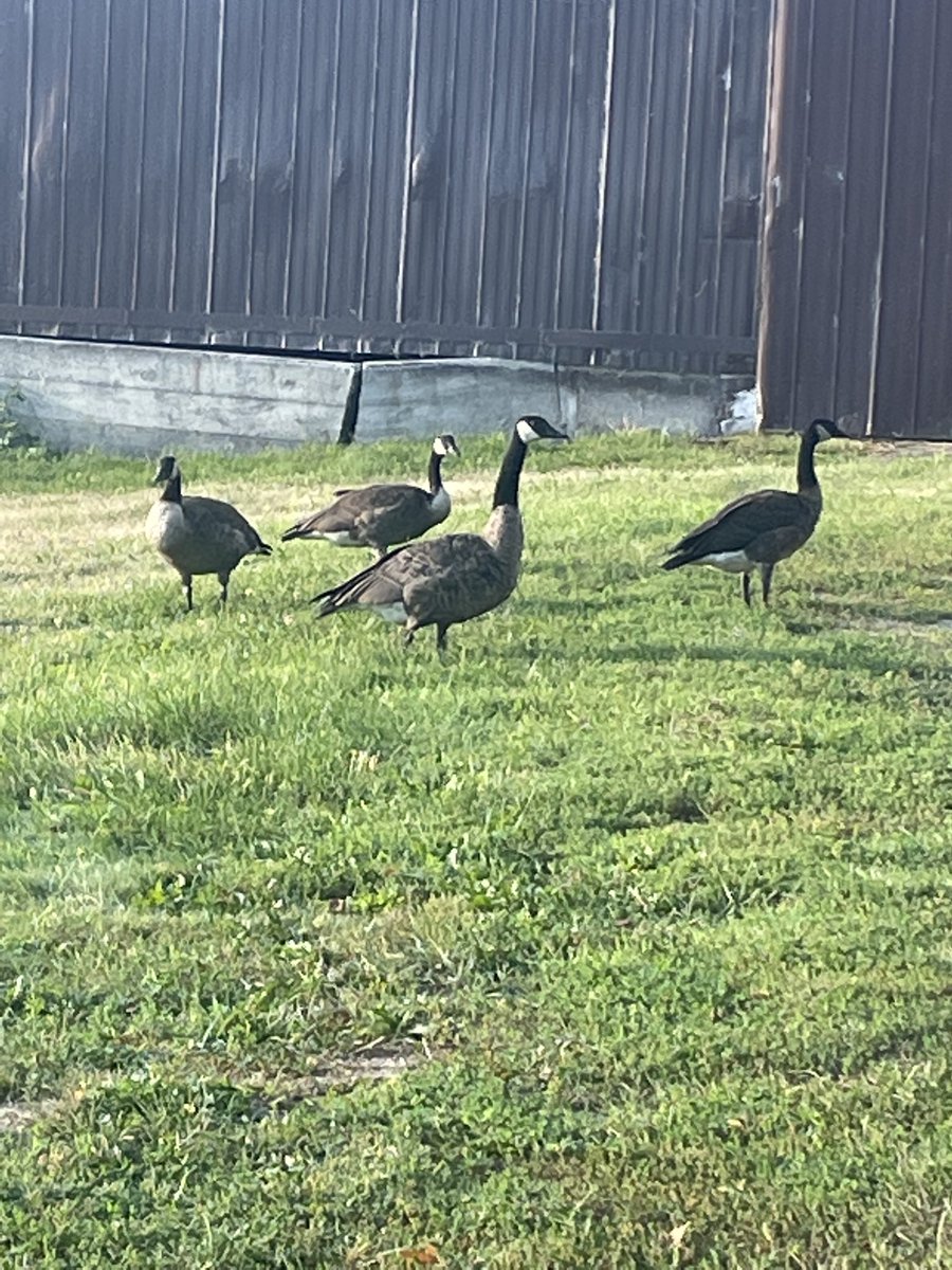 Can you feel it? The weather is changing and these geese know it. 

We're open Friday, Saturday, and Sunday, your last chance to shop before everyone heads back to school.

Stock up on staples, add a few prepared meals to your freezer, and your first week back will be a breeze!