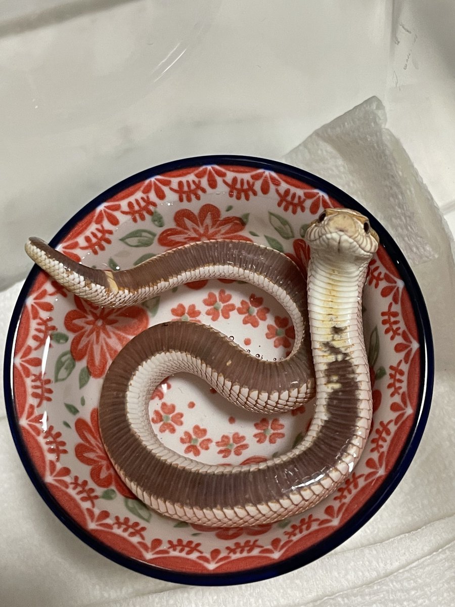 水入れに入った ヘビさん のあまりにも可愛い姿に反響 飼い主さんに話を聞いた Starthome