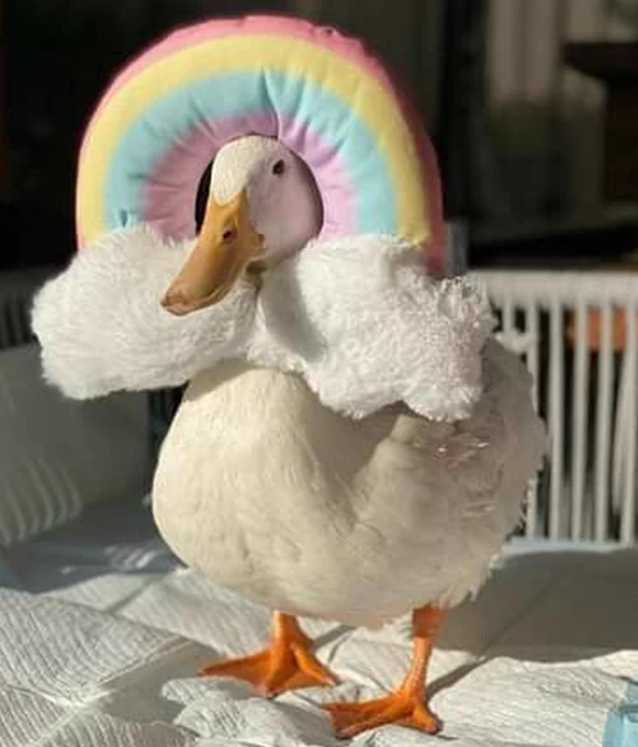rainbow ducky  