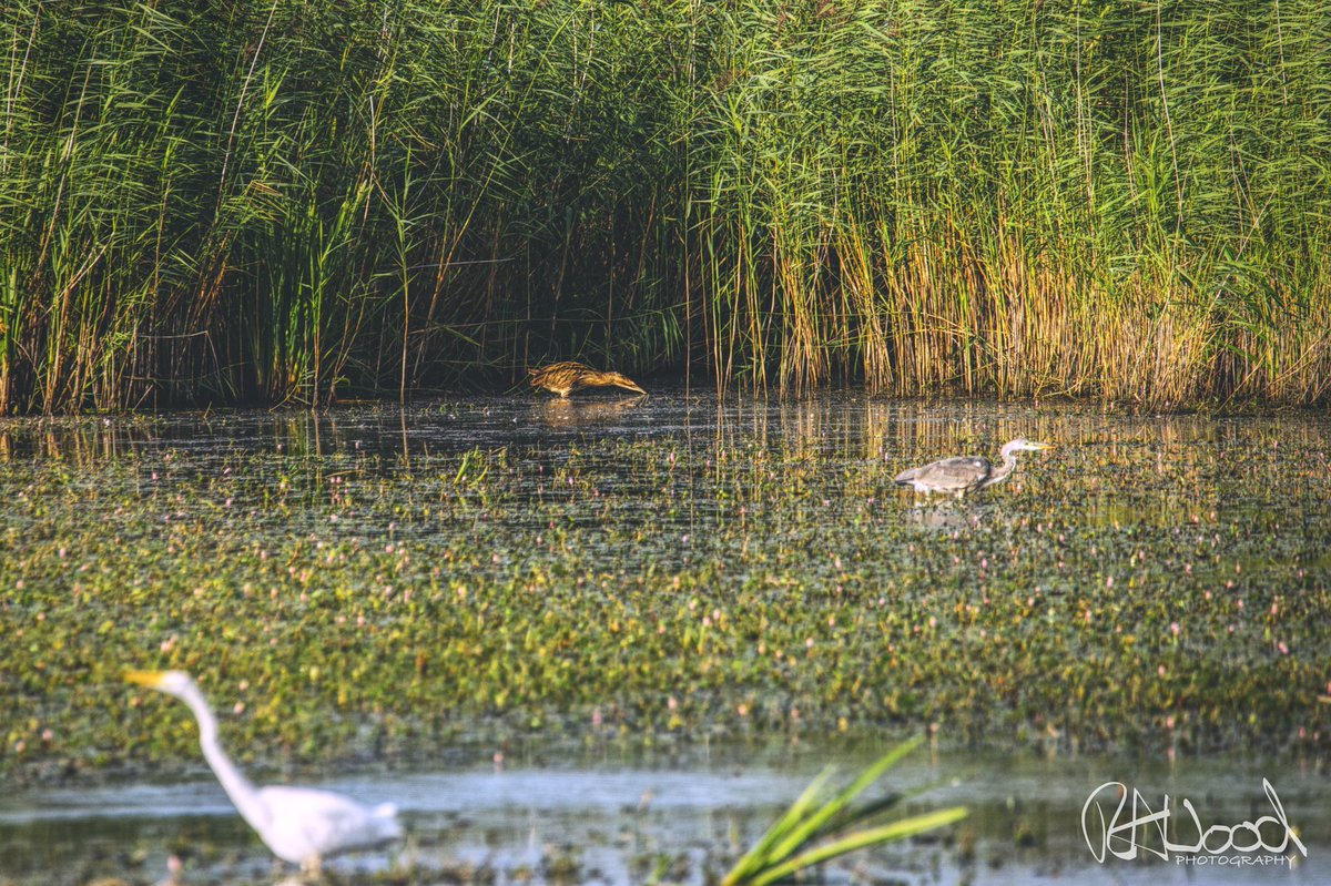 RAWoodPhotos's tweet photo. Excited to share my first photograph of a bittern! Photo taken @RSPBHamWall last Saturday. Photos also feature a #heron and #egret. 

#bittern #birdphotography #birdwatching #wildlifephotography @BBCSpringwatch https://t.co/P38wIVCzGx