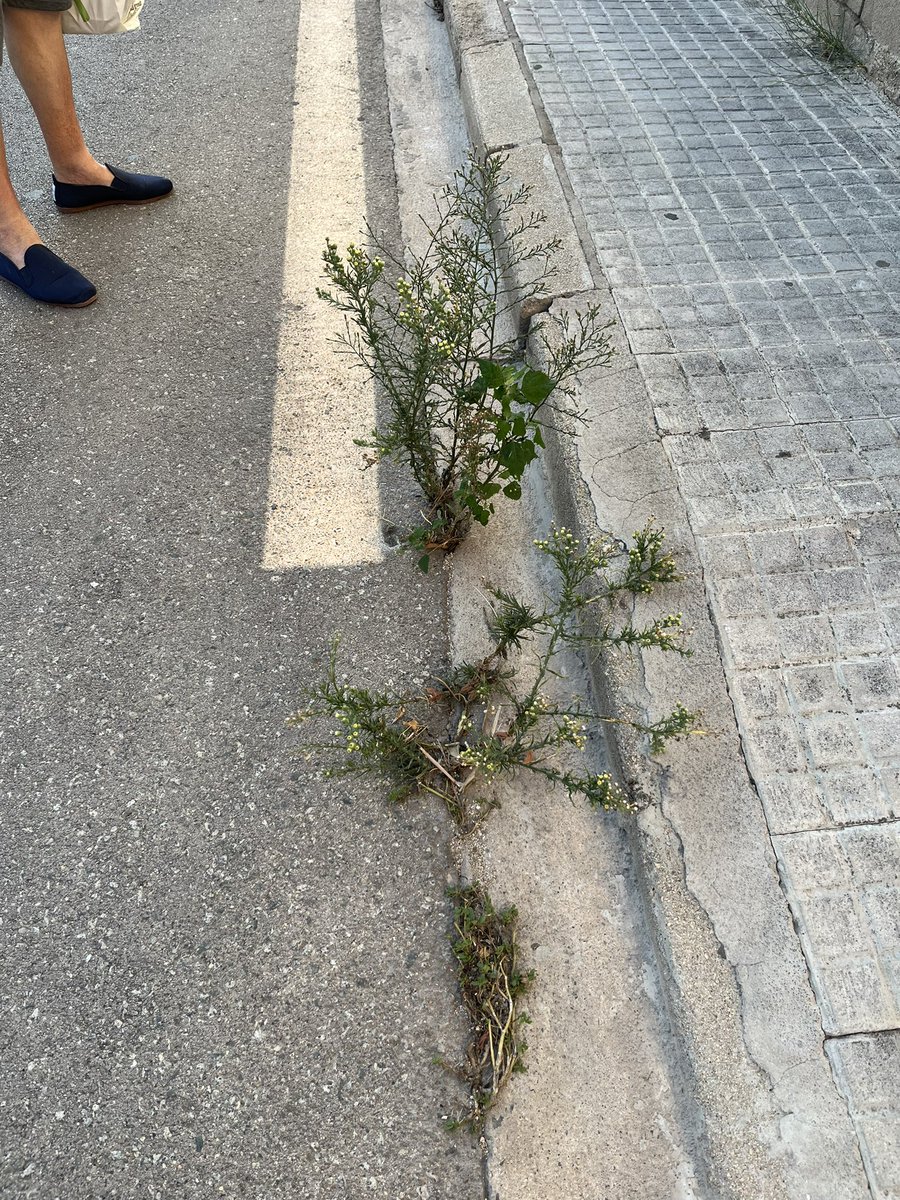 Yeniferfl_'s tweet photo. ¿Ey, @AJsantfost sabéis que la calle Jacint Verdaguer también es del pueblo? Incluso pagamos los mismos impuestos que otras urbanizaciones…😱 Estaría bien qué pasarais de vez en cuándo y la cuidarais, no solo cuándo hay que repartir papeletas electorales😊 https://t.co/HKj06MoPEy