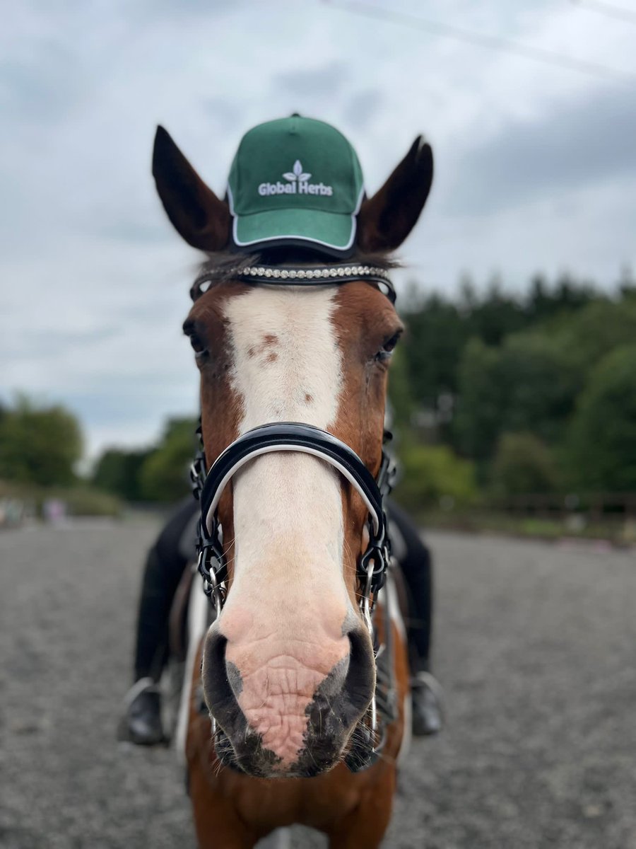Scouty training hard for the Para Dressage Nationals today sporting his new cap - still setting trends at the age of 22 🐴🇬🇧❤️

<a href="/GlobalHerbsLtd/">Global Herbs</a> #dressagehorse 
#equineathlete