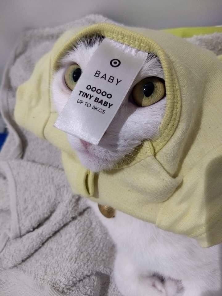 WholesomeMeme's tweet photo. I repost this any time I see it https://t.co/TnsSWBq4Cy