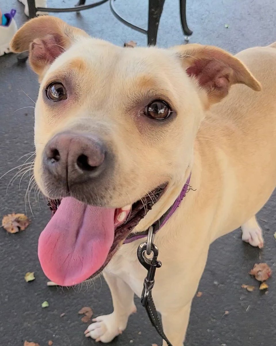 Pearl's a real gem! 2 years old, mysterious but adorable breed mix, 36 lbs of toy-obsessed energetic joy. Likes to roll on treats a little before she eats 'em. Five stars for style. #adoptme