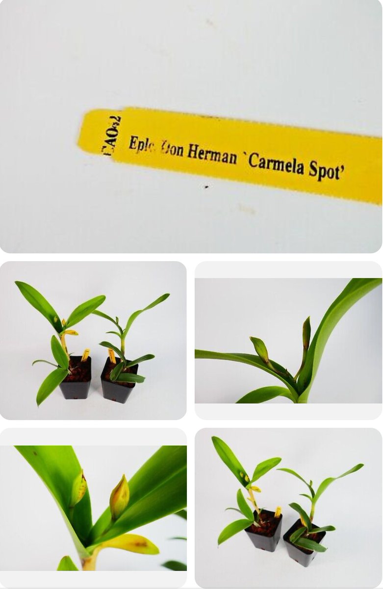 PetrovichBilly's tweet image. Incoming!