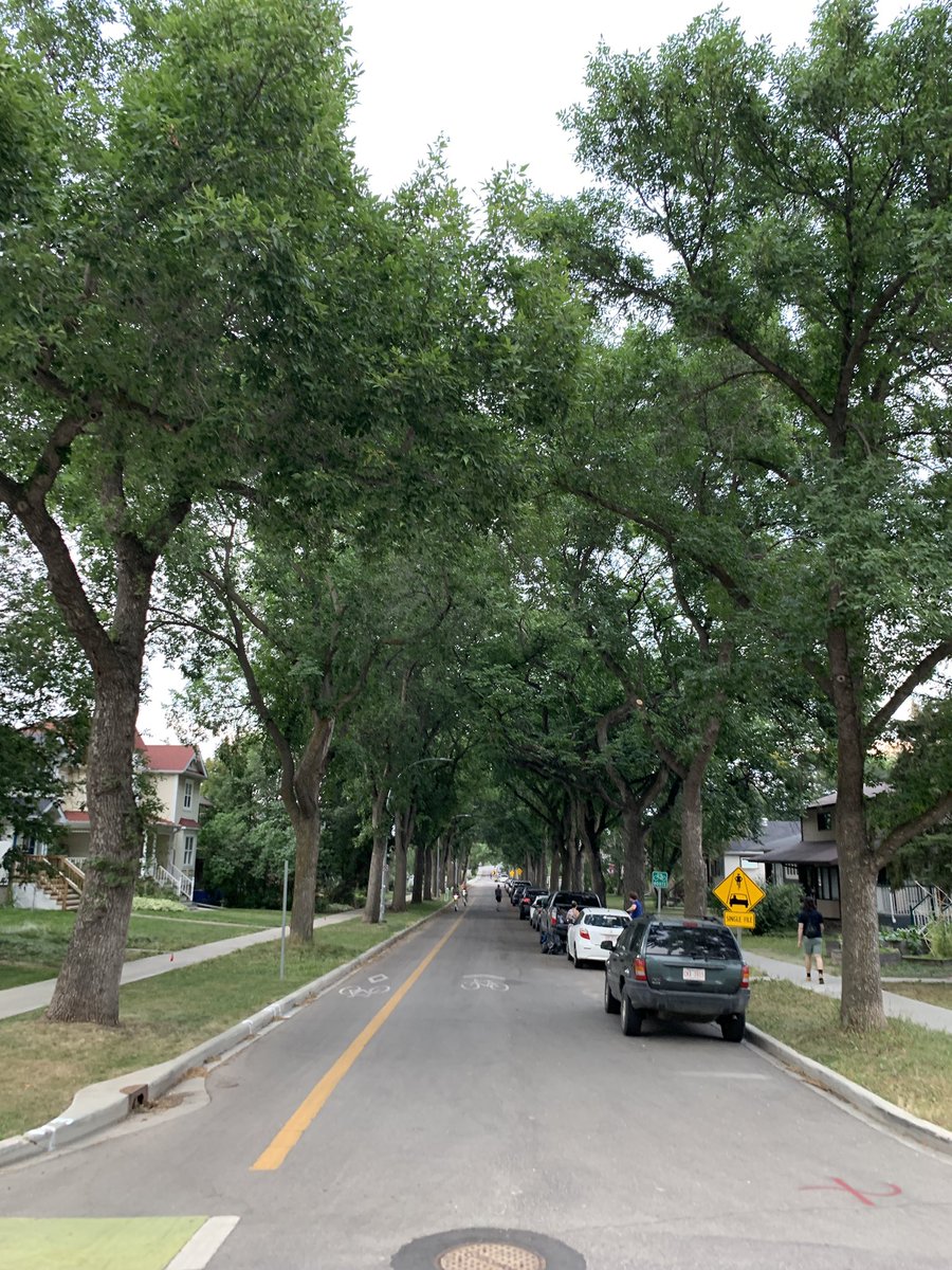 carsonfong's tweet photo. Boulevard trees maturity litmus test: 

Can a squirrel cross the street without touching the ground? https://t.co/gNoE4GZ580