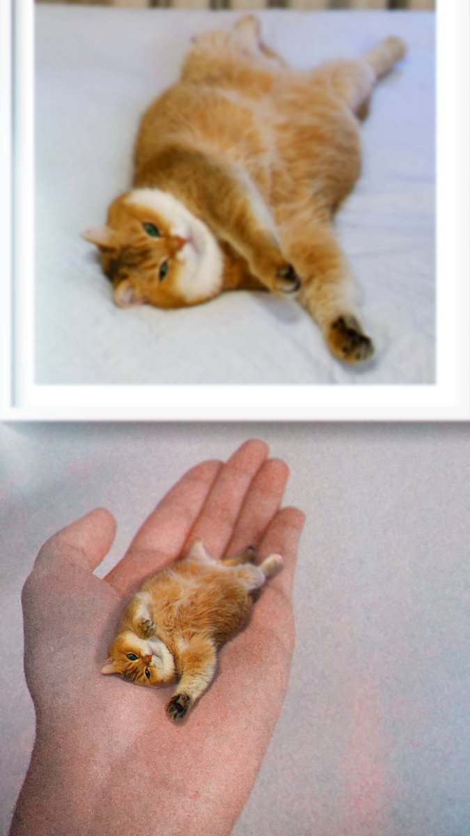 Zeprimadonuts's tweet photo. 🐱💛

#hosico #cat https://t.co/01HLOre8wj