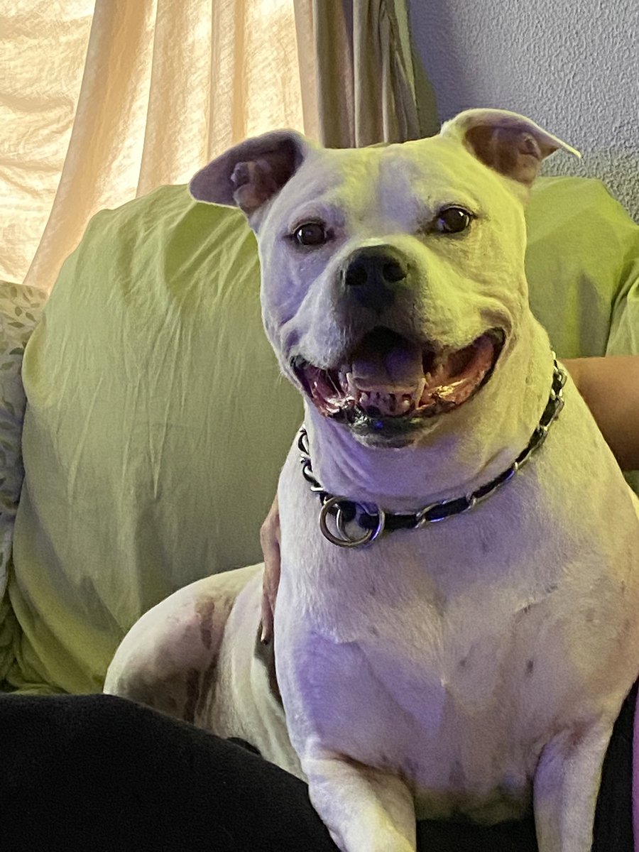 AnthonySolon3's tweet photo. @CarMFin Samson says hi! https://t.co/1mYIOBnysi