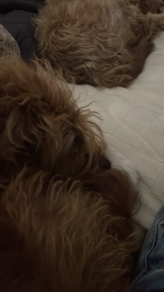 The remote is ALWAYS under the dog! But which dog?