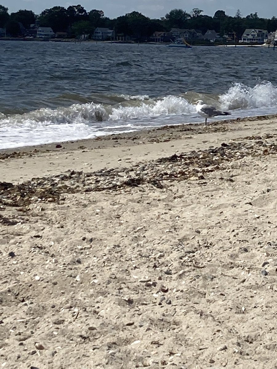 Christo92633182's tweet photo. I wish it would stay like this forever โ๏ธ๐ Just a couple people and a couple birdszzzzzzz ๐ด #CTbeaches #OldSaybrookCT #Indiantownoldsaybrook https://t.co/2fjnqcyKaz