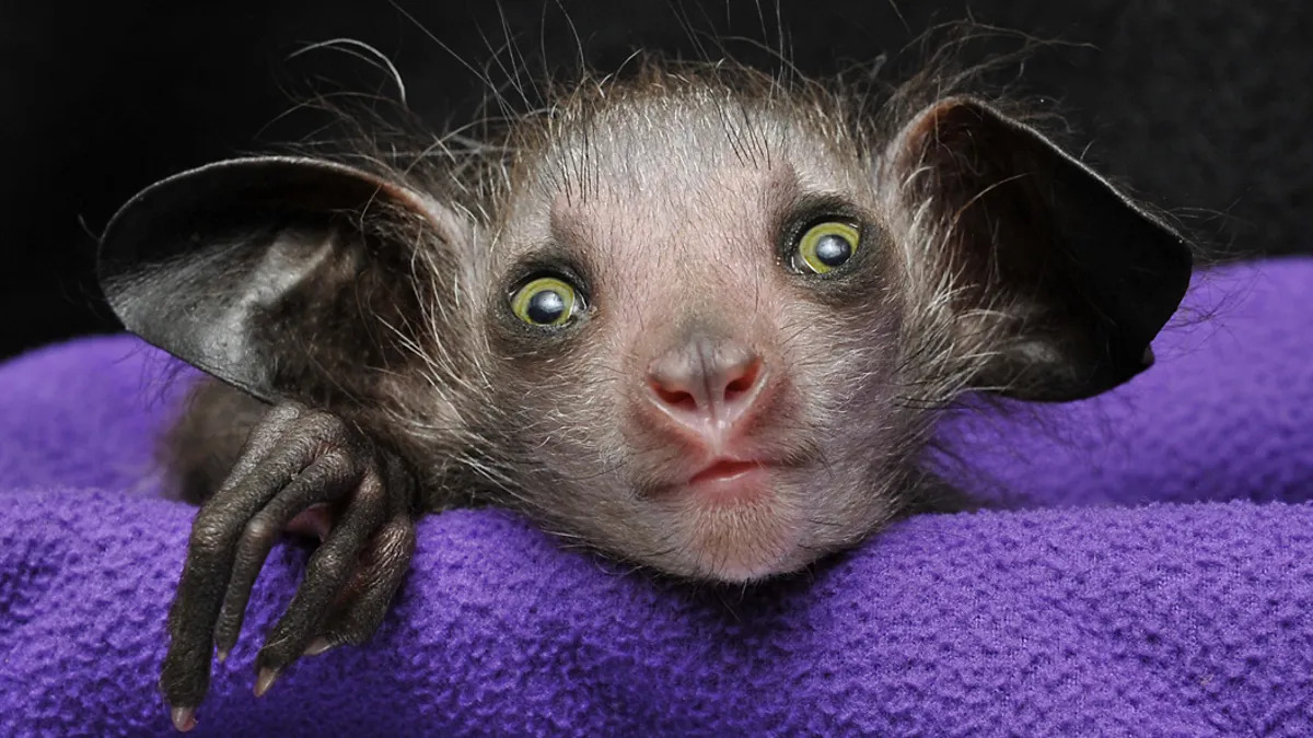 MorganHale's tweet photo. Well, I have a new favorite Pokémon! (Probably just because I love the weird aye-aye so much) #grafaiai #daubentoniamadagascariensis #ayeaye https://t.co/sFGZz7CMfq