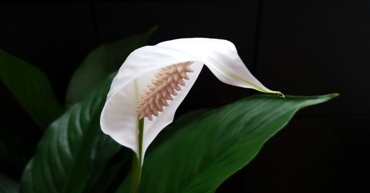First bloom on my peace lily in years. Beyond excited to see this!