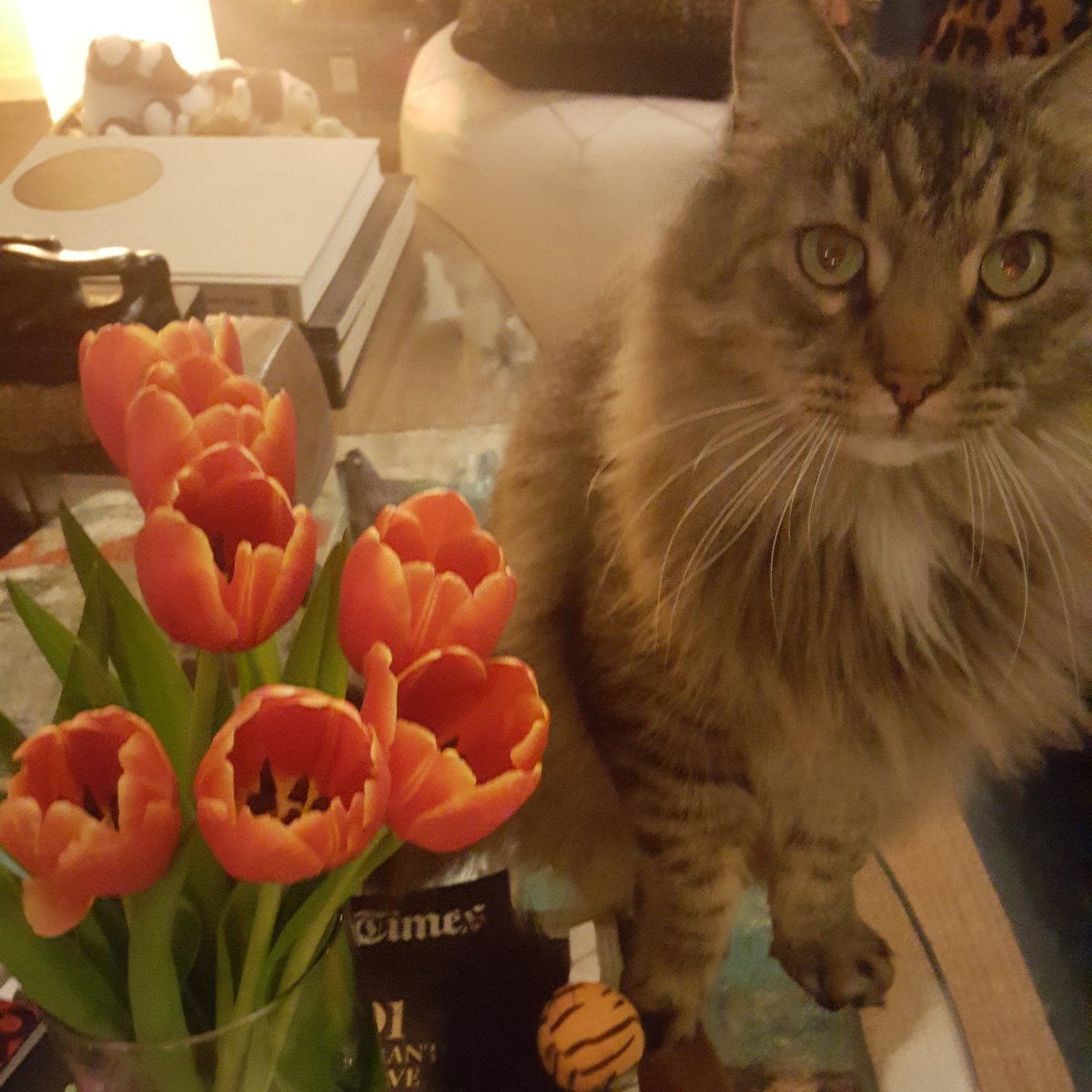 PRPaula's tweet photo. @samsabin923 My handsome boy Pee-wee https://t.co/zEV4VhJ3ET