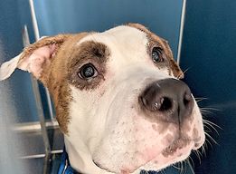 ckarr2's tweet image. Took only 4 days to #KillCommand CACTUS CARL. He&apos;s garbage to the ACC monsters, just another worthless stray thrown around like a frisbee. A couple of shitty intake pix, no video, he HATES being in his cell so &quot;minimal handling&quot; means just get rid of him. Who can #FOSTER NOW?